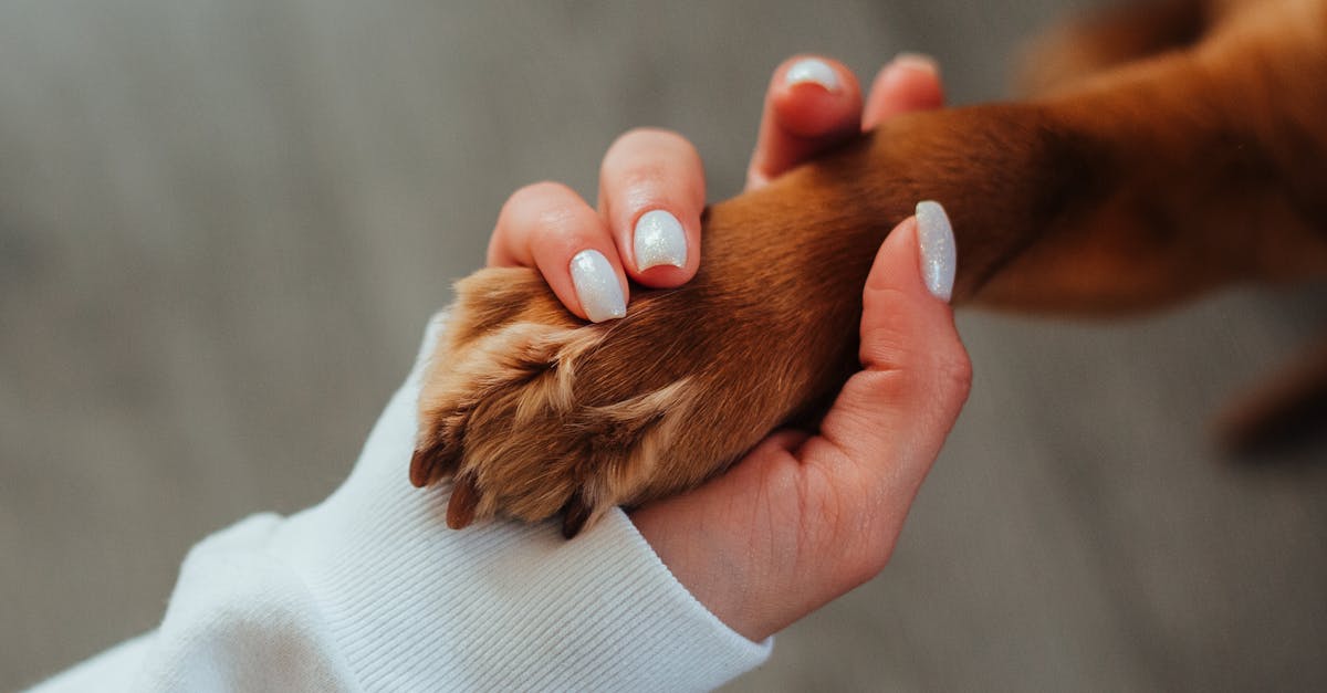 découvrez les meilleures techniques de dressage pour chiens avec nos experts en formation canine. obtenez des conseils pratiques et des astuces pour éduquer votre chien avec succès.