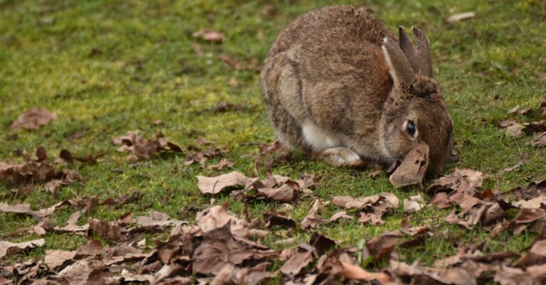 découvrez les conseils essentiels pour prendre soin de votre lapin : alimentation, habitat, santé et comportement. tout ce qu'il faut savoir pour assurer le bien-être de votre lapin.