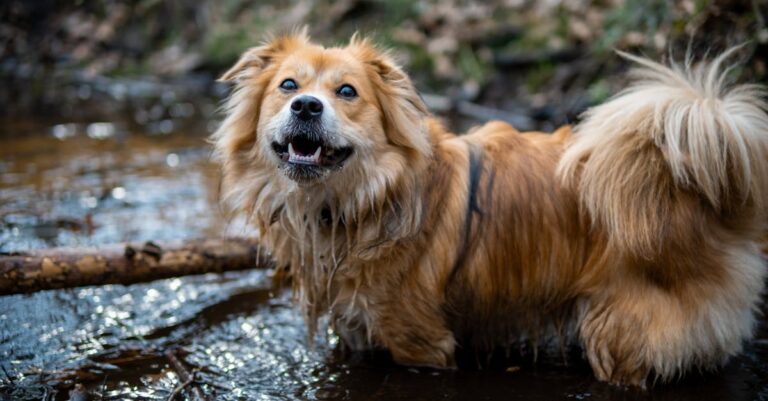 découvrez comment soulager la douleur chez les chiens et les méthodes de traitement à travers nos articles informatifs et nos conseils d'experts.